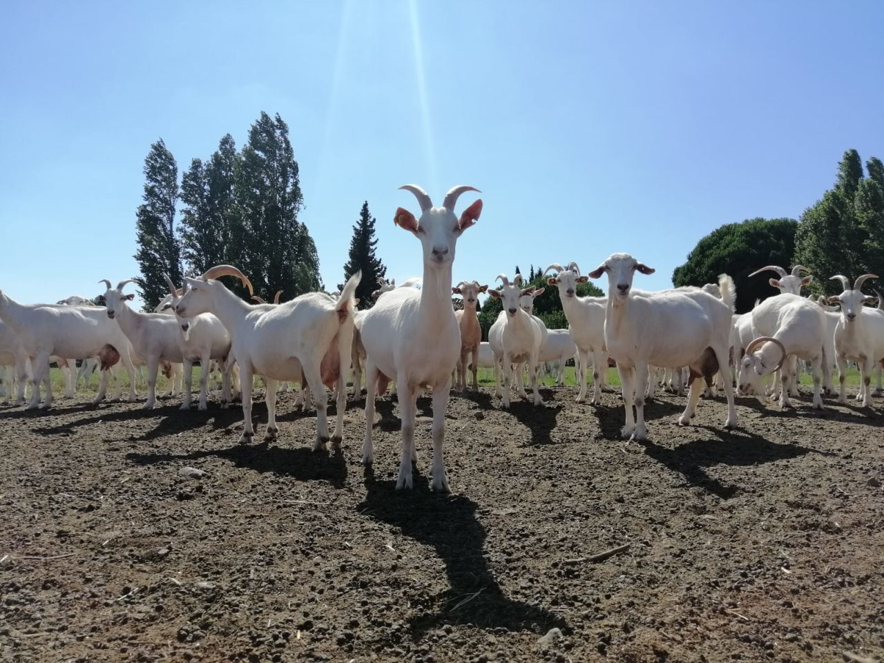 Keçi Peyniri Satış ; Ülkemizde hızla artan nüfus ve nüfusumuzun doğal ürünlerden uzak bir şekilde yaşamasına neden olmaktadır.