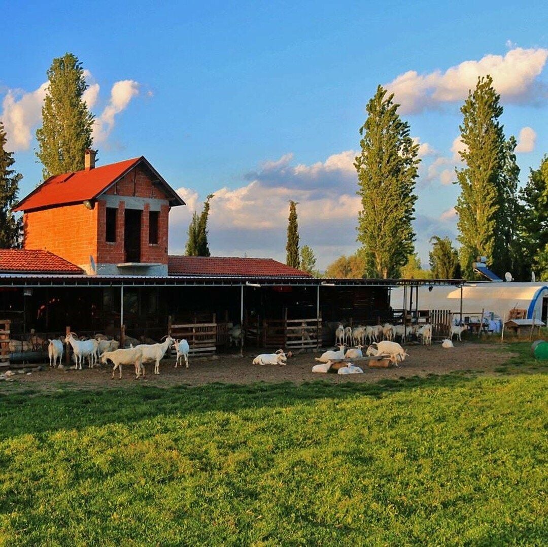 Doğal keçi peyniri ; Doğal ürünlerin çok fazla tercih edilmesi üreticiler içinde önemli işlere atılım göstermelerine olanak sağlamaktadır.