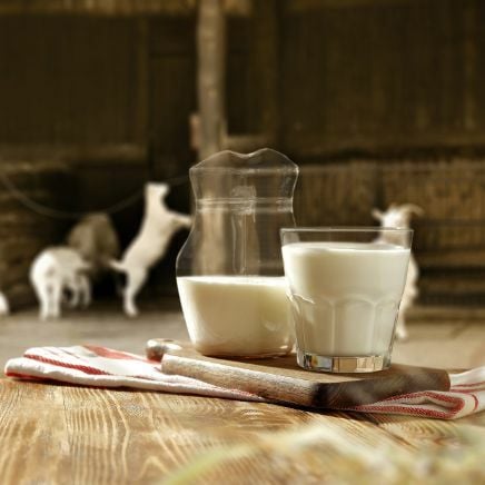 Keçi Sütü 3 Litre (Yağı Alınmamış, İşlem Görmemiş)