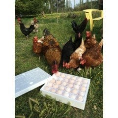 Gezen Tavuk Yumurtası (TAZE, DOĞAL)