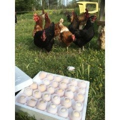 Gezen Tavuk Yumurtası (TAZE, DOĞAL)