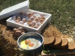 Gezen Tavuk Yumurtası (TAZE, DOĞAL)