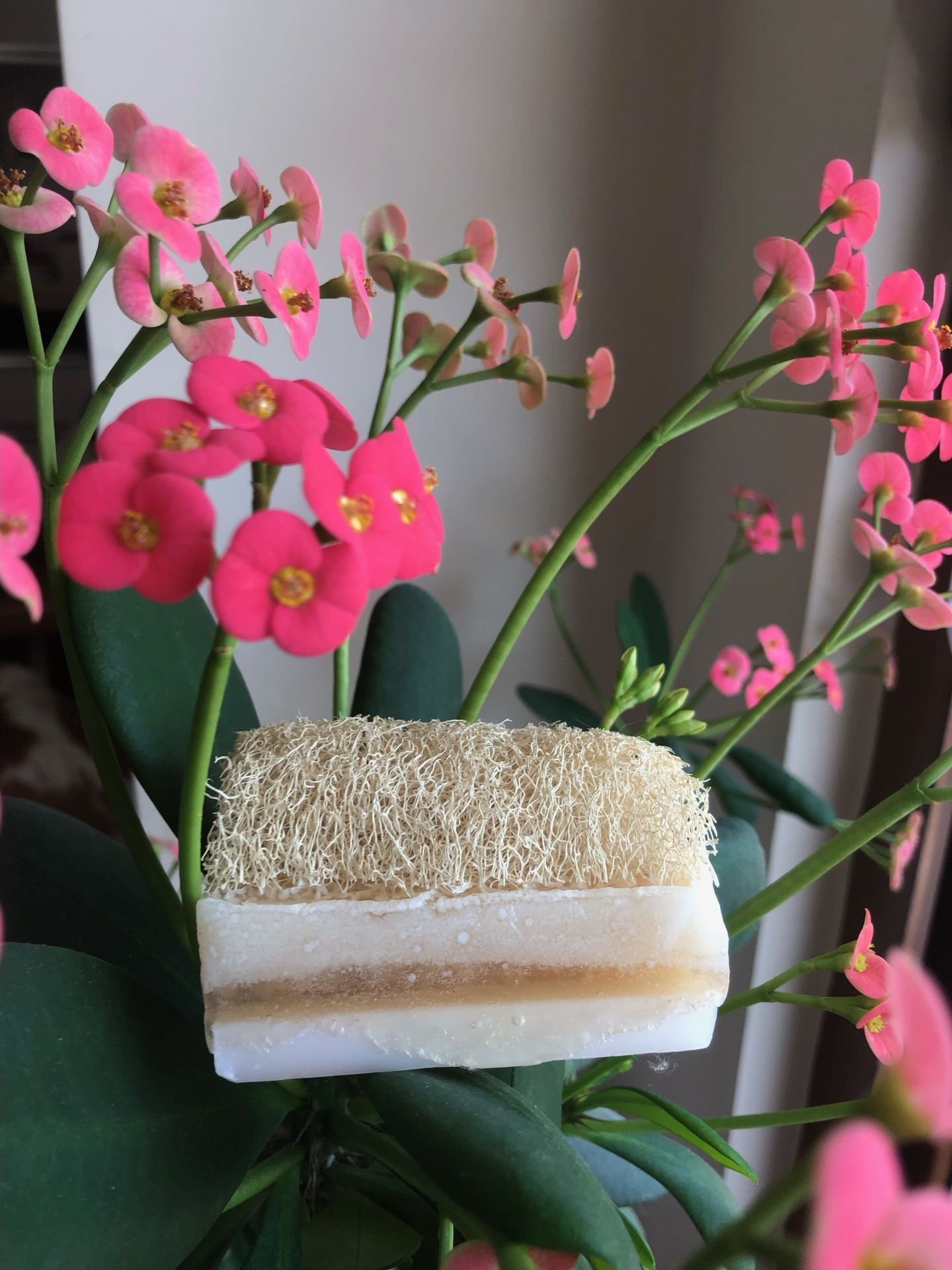 Keçi Sütlü KABAK LİFLİ Sabun (100 Gr.)