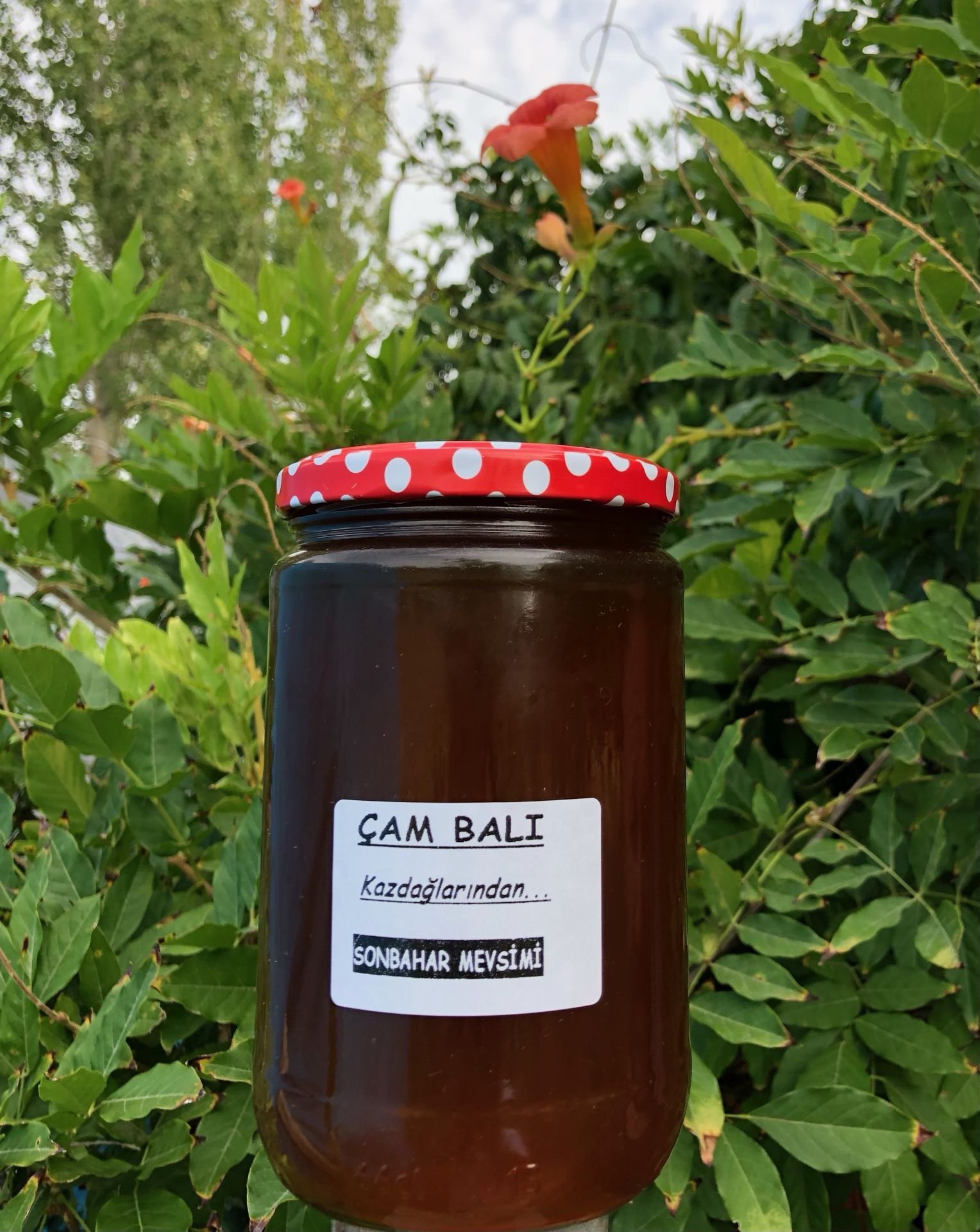 ÇAM Balı 850 Gr. (KAZDAĞLARINDAN)