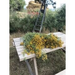 KANTARON Kremi 40 ml.