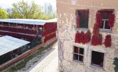 ÇUKURÖREN Biberi 150 Gr. (Öğütülmüş)