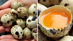 BILDIRCIN Yumurtası (12 Adet)