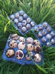 BILDIRCIN Yumurtası (12 Adet)